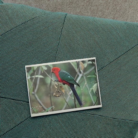 Australian Wildlife Photography Greeting Cards - Picture 2 of 16